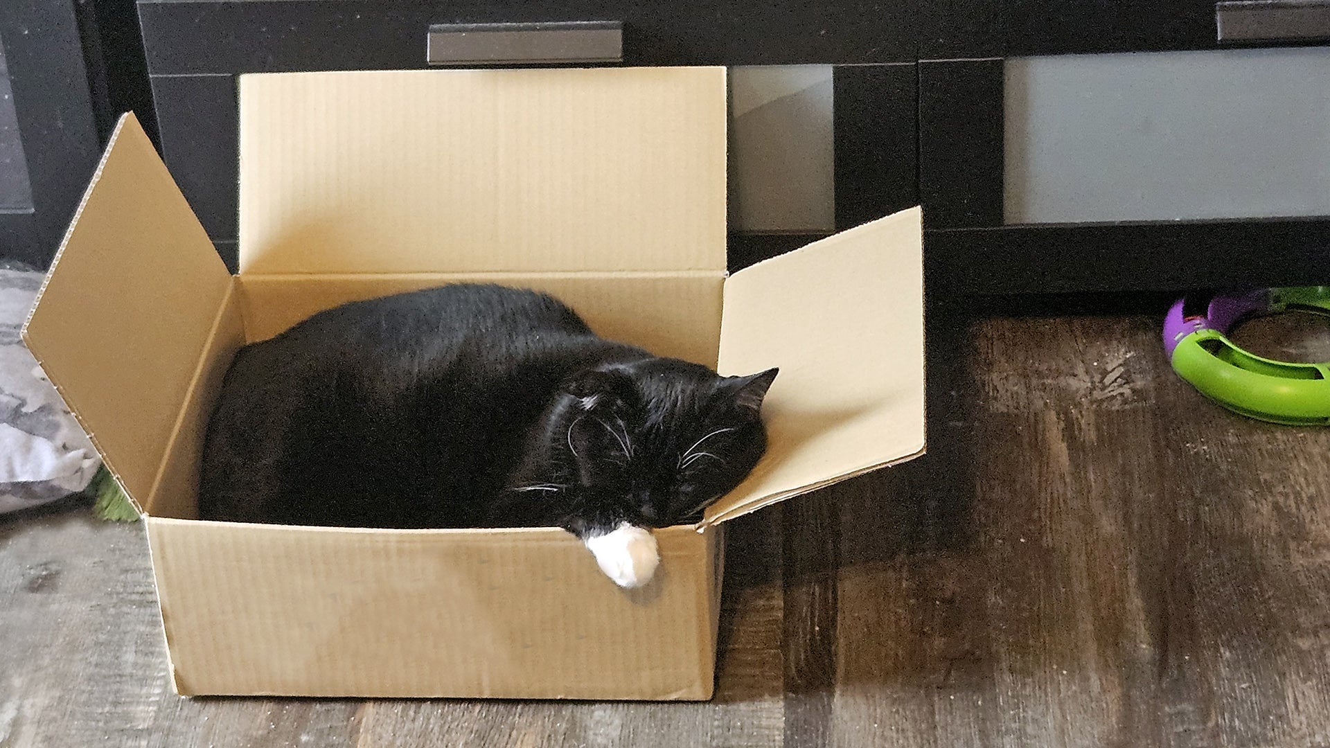 A black and white tuxedo cat sleeping in a cardboard box on a wood floor. He has his head resting against the right box flap and a white paw sitting on the edge. His name is Jackie.