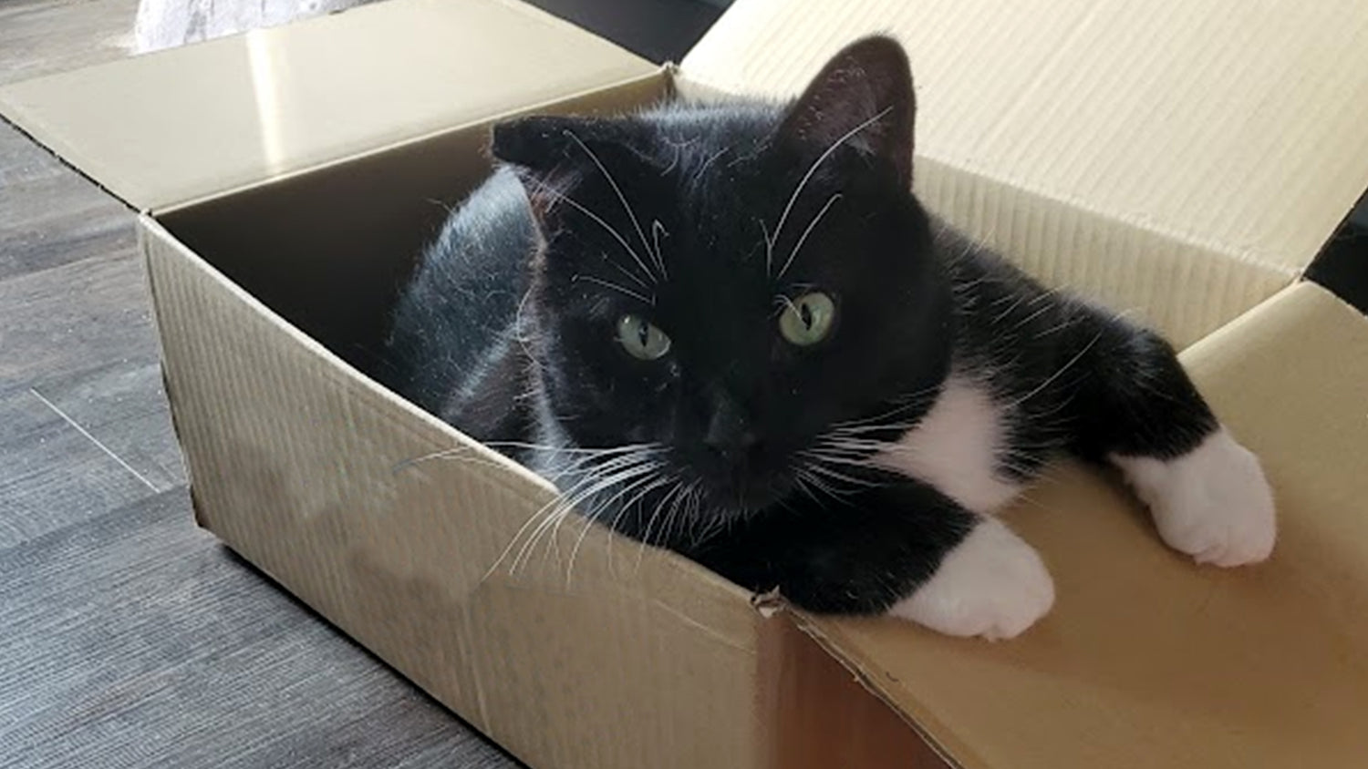 A green eyed tuxedo cat sitting in a box looking toward the camera. His name is Jackie.