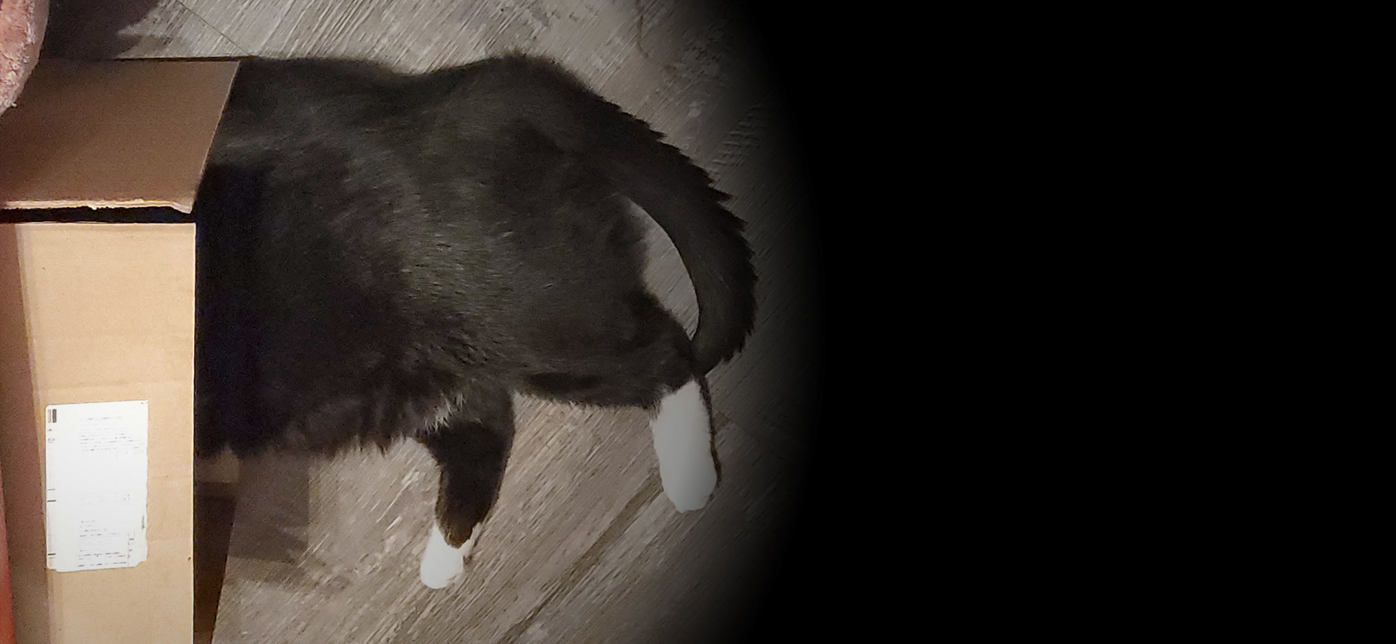 Jackie, a large tuxedo cat, is half inside a cardboard box, with his back paws and tail sticking out. He is very good at hiding, don't you think ?