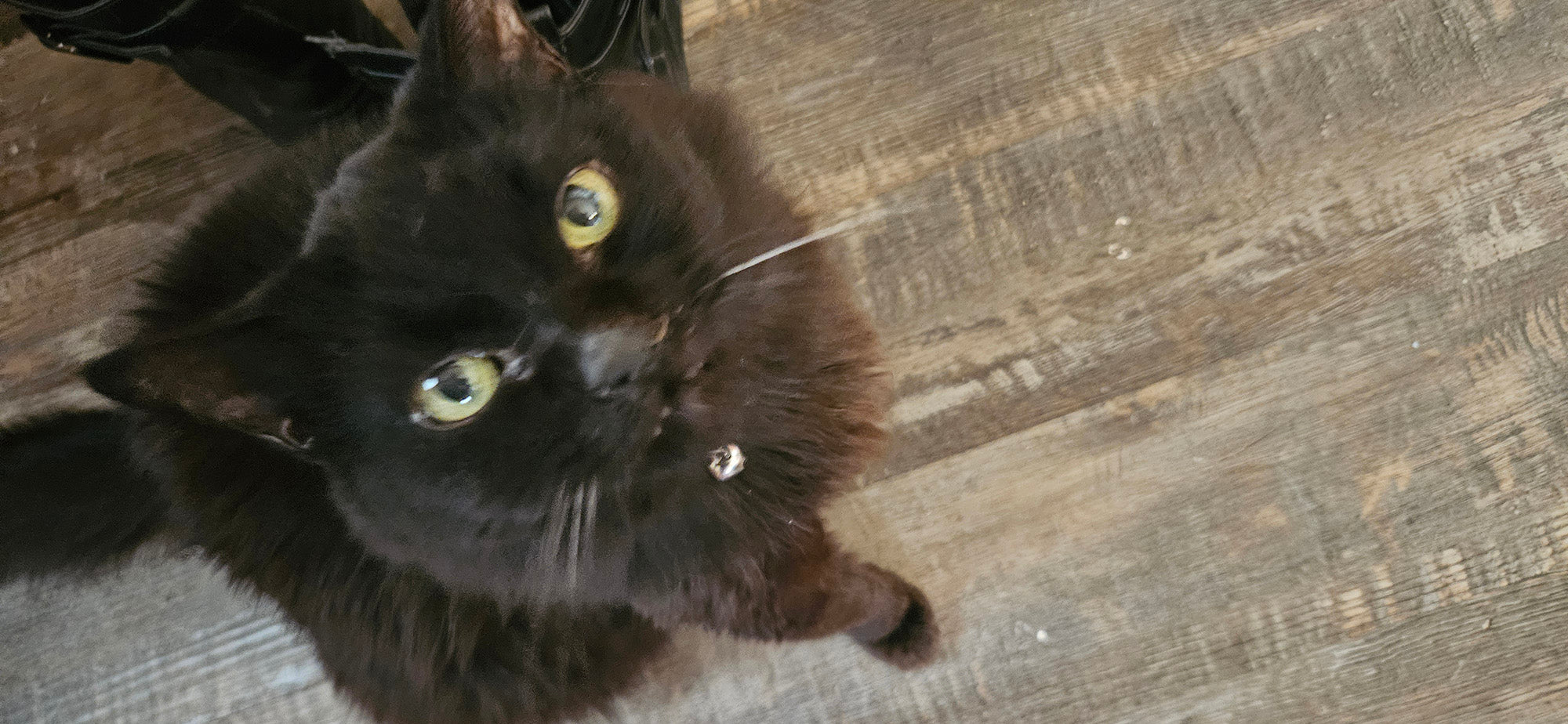 A small black cat with green eyes looking up at the camera from a wooden floor. His name is Simon.